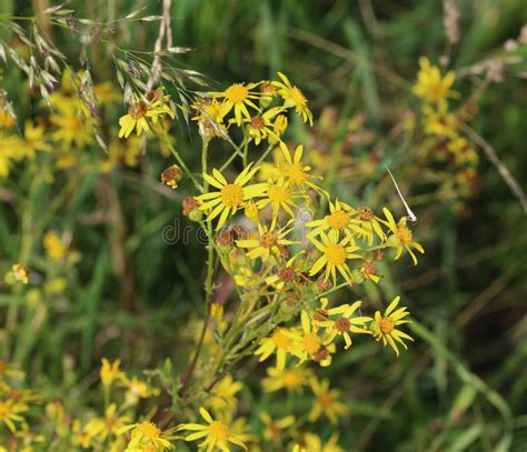 Hoary ragwort stock image. Image of carved, detail, drought - 97590845