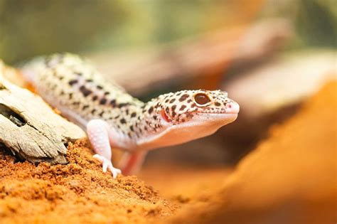 5 Best Substrates for Leopard Geckos (2024 Reviews)