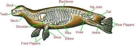 Does a Manatee Have a Backbone - Mckenzie-has-Trujillo