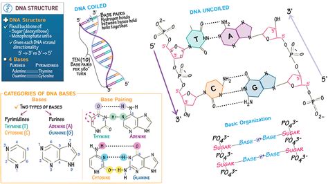 Biochemistry Fundamentals: DNA Structure & Base Pairing | ditki medical ...