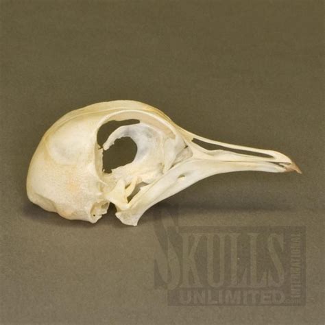 Pigeon skull | Pigeon, Skull, White pigeon