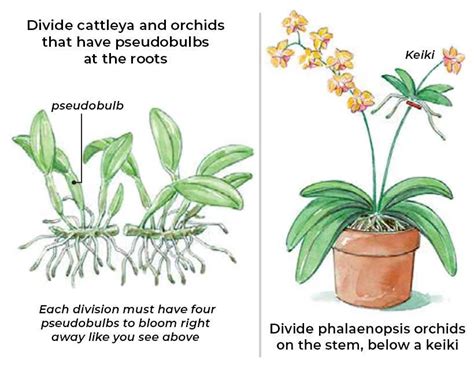 Orchid Propagation Tips And Techniques: A Step-by-Step Guide - [Updated ...