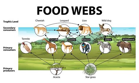 Education poster of biology for food webs diagram 2052957 Vector Art at ...