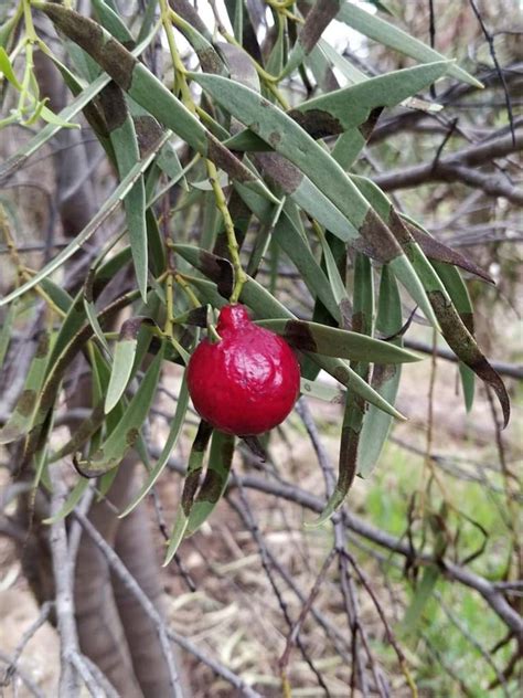 Aboriginal Bush Medicine | Australia | Adelaide | Farm | native plants | Australian native ...