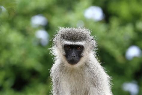 South African Vervet Monkey 009 Photograph by Bob Langrish - Pixels