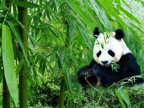 Panda gigante, Panda gigante de China, Oso panda gigante de China