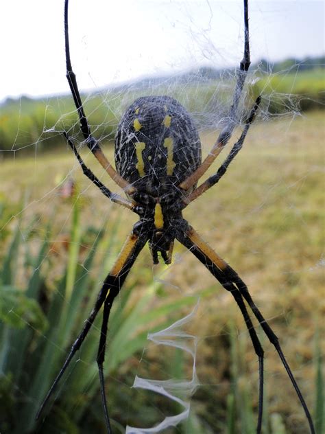 Black and Yellow Argiope (Argiope aurantia) - belly | Flickr