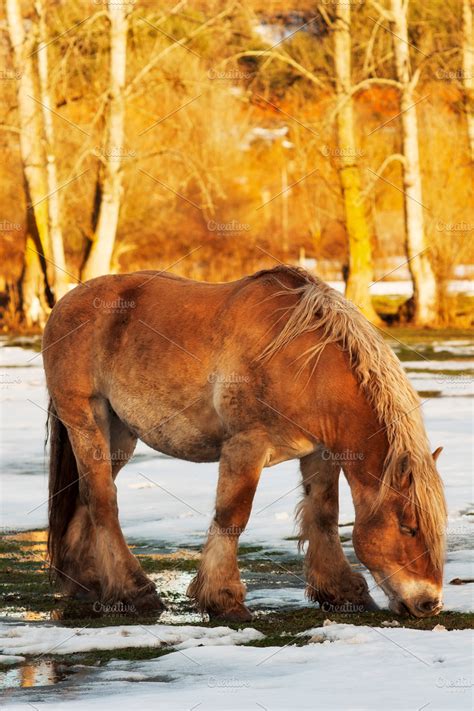 hispano breton horse in mountains ~ Animal Photos ~ Creative Market