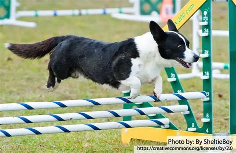 Cardigan Welsh Corgi - Description, Energy Level, Health, and Interesting Facts