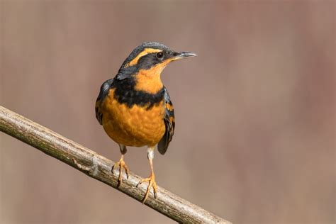 Varied Thrush | Audubon Field Guide