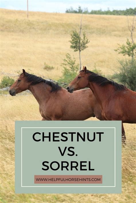 Chestnut Vs. Sorrel Horse: What Is The Difference? - Helpful Horse Hints