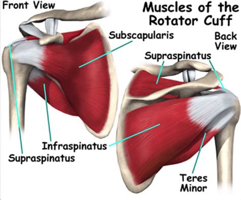 External Rotation Of Shoulder