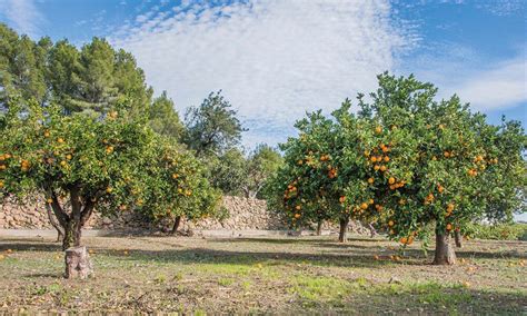 When to Prune Citrus Trees in Australia