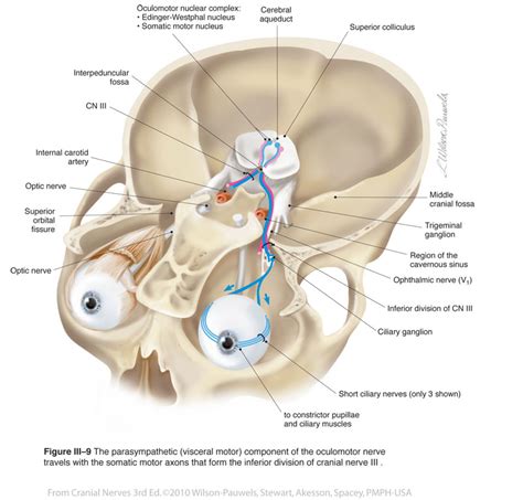 abortar Desconfianza bandeja third cranial nerve anatomy ayuda Saca la ...