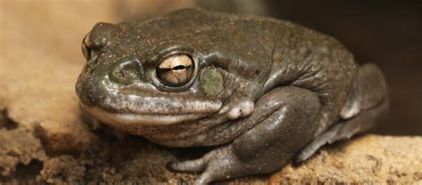 The Sonoran Desert Toad | Critter Science