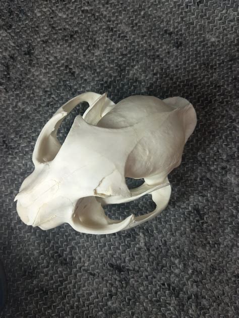 Caracal skull Large – SkullsandSkinsForSale