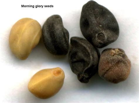 HOW TO GROW THE MORNING GLORY FROM SEED |The Garden of Eaden