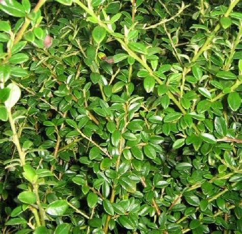 Cotoneaster Low-Fast | Cotoneaster, Ground cover, Showy flowers