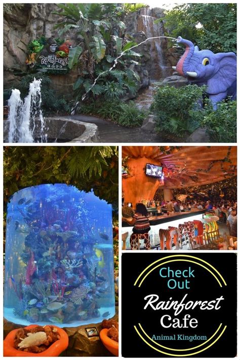 The Rainforest Cafe Disney Springs Dining Experience | Rainforest cafe, Rainforest cafe disney ...