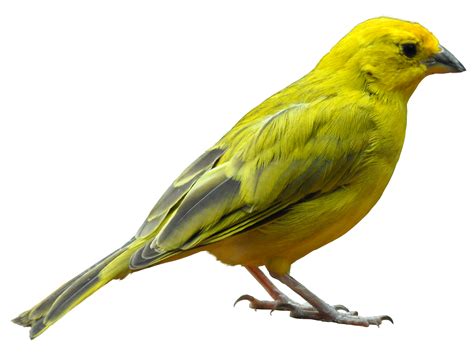 Yellow Bird Standing PNG Image | Bird, Yellow bird, Pet birds