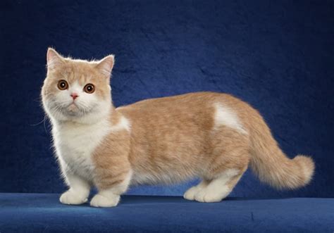 ≡ Small Cat Breeds: TOP-15 Smallest Cat Breeds You Can Own