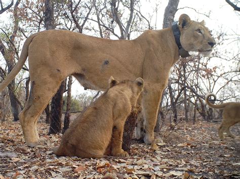 New West African lion cubs offer hope that species can thrive again