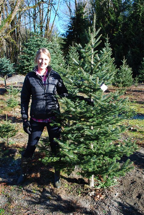 Mountain Creek Christmas Tree Farm in Snoqualmie | Seattle Bloggers