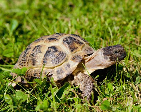 Types of Pet Tortoises - How to Take Care of a Turtle