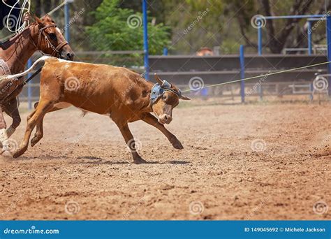 Calf Roping Competition at an Australian Rodeo Stock Photo - Image of ...