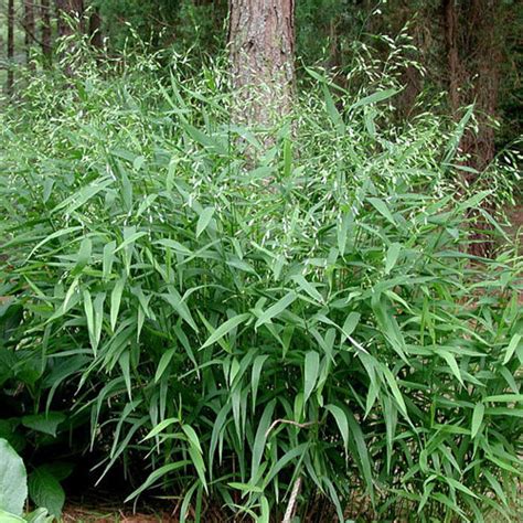 CHASMANTHIUM LATIFOLIUM SEEDS (River oats, Woodland oats, Inland Sea oats, Spangle Grass ...