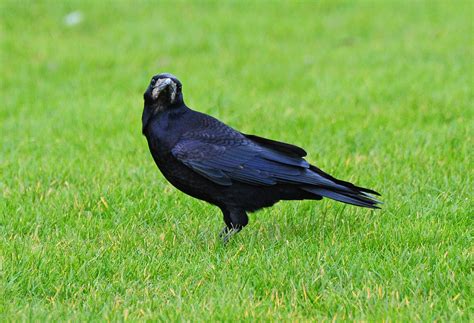 Rook (Corvus frugilegus), at Donington Motorway Services | Flickr