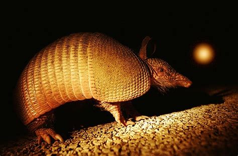 Leprosy Jumps from U.S. Armadillos to Humans | Live Science