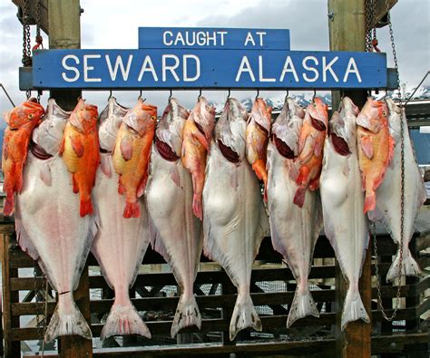 Where Is The Best Halibut Fishing In Alaska - Alaskan Blue