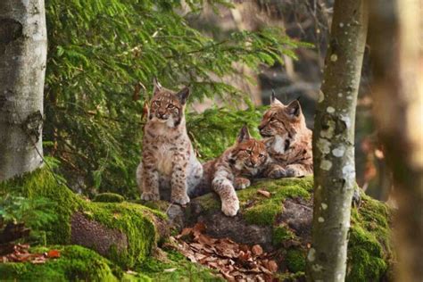 Eurasian Lynx - Wildlife Explained