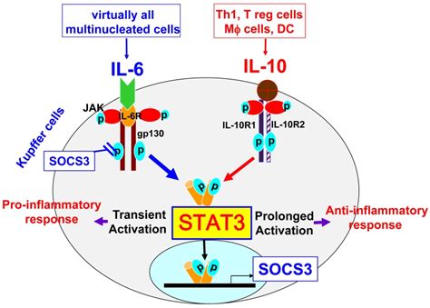 STAT3 signaling in Kupffer cells. Kupffer cells express high levels of ...