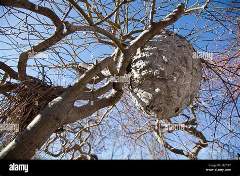 Hornets nest in a tree Stock Photo - Alamy