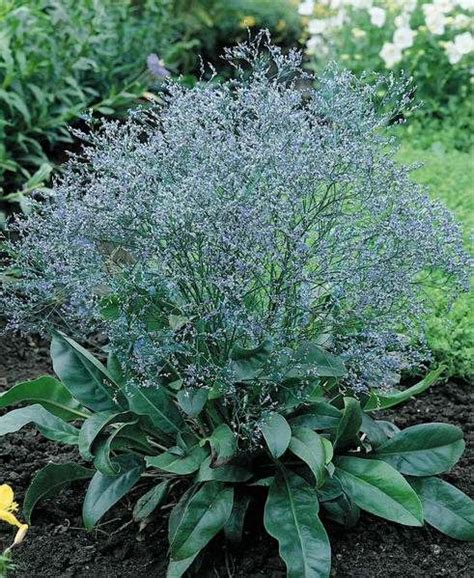 Limonium Seeds | Sea Lavender | Perennial Flower Seeds