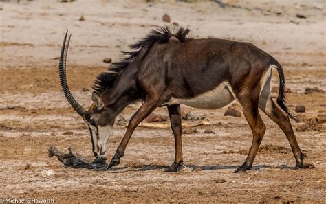 Sable Antelope | Howie's Wildlife Images