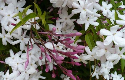 Scented Jasmine A bit too heavy perfume for me, so have planted it on a boundary fence | Plants ...