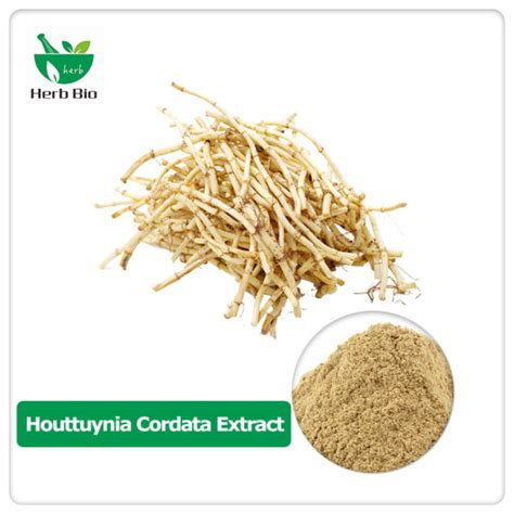 The best Chinese Houttuynia Cordata Extract Supplier —— Xi'an Herb Bio