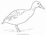 Fulvous Whistling Duck Coloring Page For Kids  Free Ducks Printable sketch template