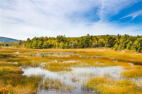 Acadia Wetlands Free Stock Photo - Public Domain Pictures