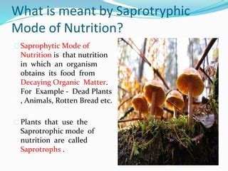 SAPROPHYTIC MODE OF NUTRITION IN PLANTS | PPT