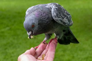 feeding the (parakeets) pigeons | Kensington Gardens London,… | Flickr