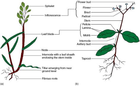 Monocot Leaf External Structure - Infoupdate Wallpaper Images