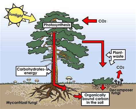 The Carbon Cycle and Forests - Klimatet och Skogen