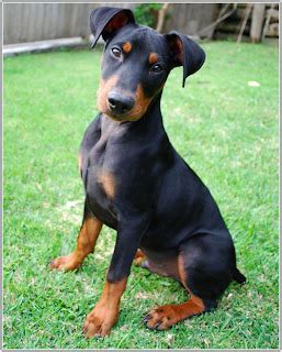 Working Puppies Pictures Information: German Pinscher Puppy Pictures