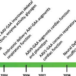 Development of gene therapy for Pompe disease. The mouse model for the ...