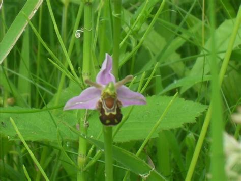 Look out for the bee orchids – Ivinghoe & Pitstone Village Website