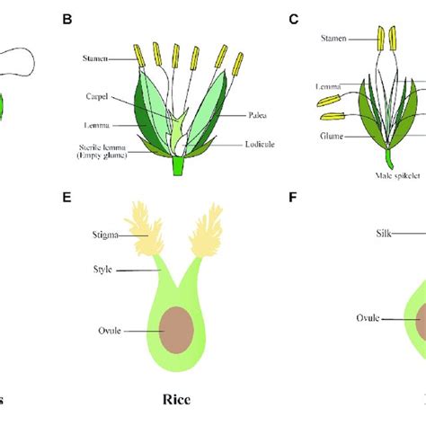 (PDF) Molecular Control of Carpel Development in the Grass Family